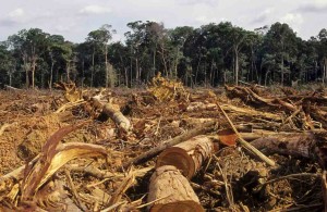 Amazzonia-deforestazione1